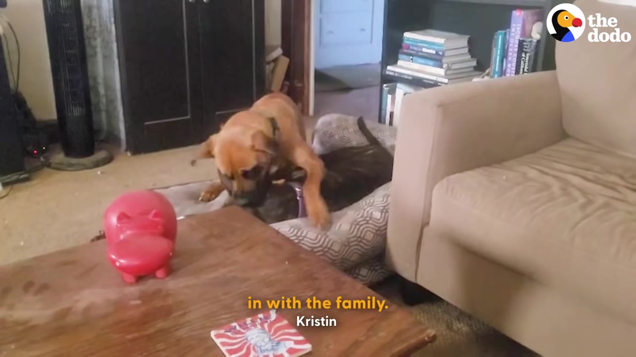 A tan dog and a brindle dog play together on a dog bed in a living room.
