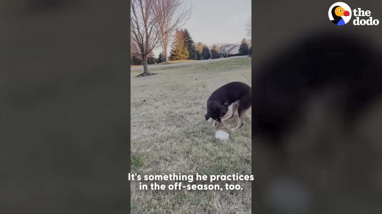 A dark-colored dog stands on a grassy lawn in the off-season, nudging a block of ice on the ground.