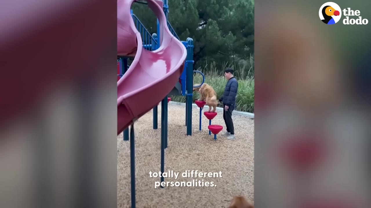 A golden retriever climbs up red stepping platforms on a playground structure next to a man.