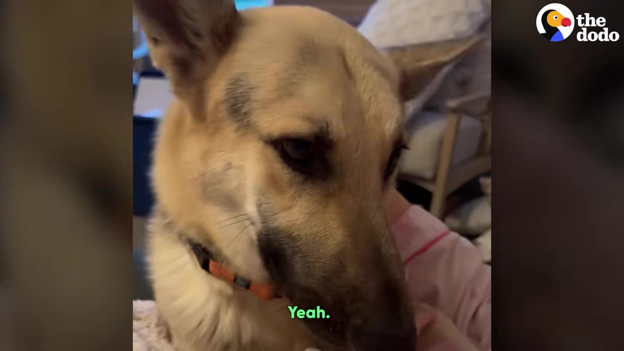 A close-up shot of a tan and black dog wearing an orange collar being gently petted by someone in a home setting.