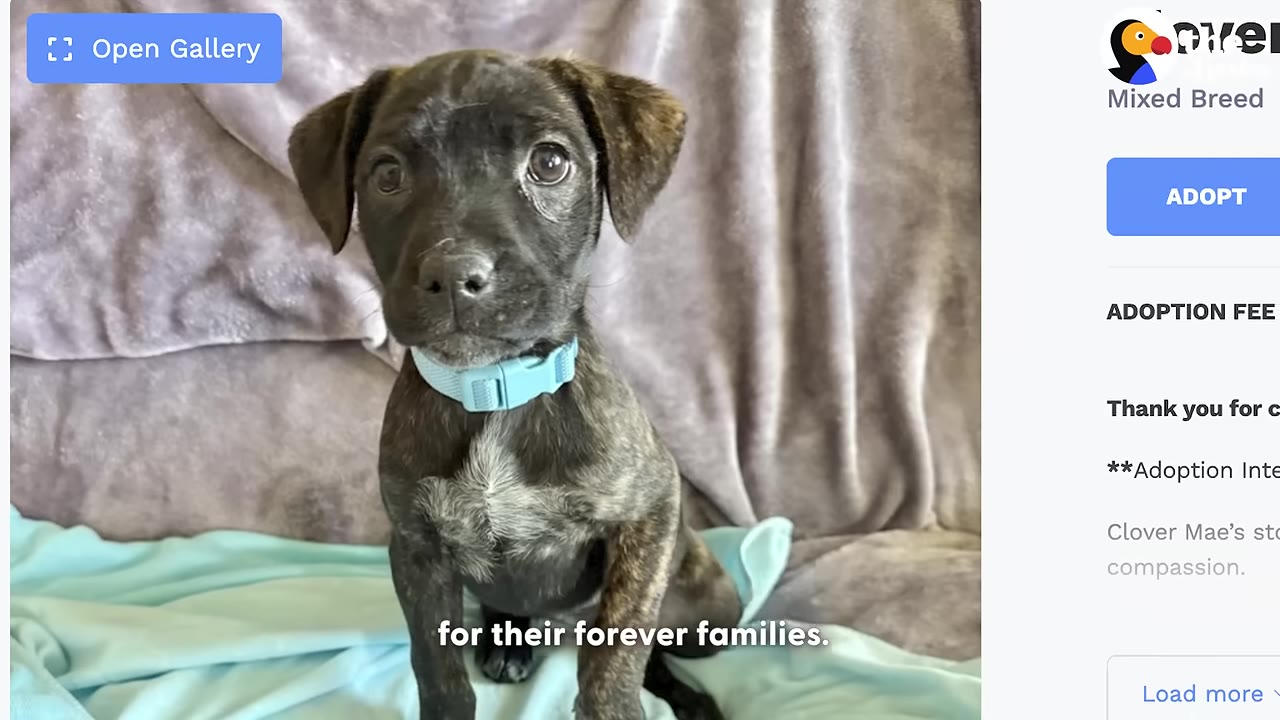 A brindle puppy wearing a light blue collar sits on a blue blanket, featured on an online adoption page with an 'ADOPT' button.
