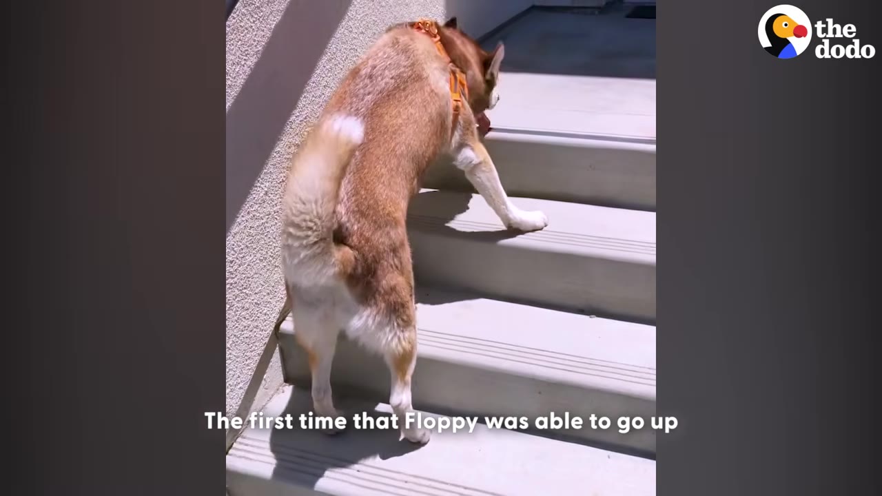 A brown and white husky climbs concrete stairs independently, viewed from behind.