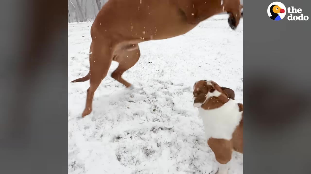 A brown and white bulldog looks up at a larger brown dog jumping playfully in the snow.
