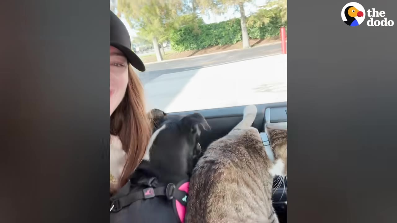 A woman in a black cap sits in a car next to a black dog in a pink harness and a tabby cat looking out the window.