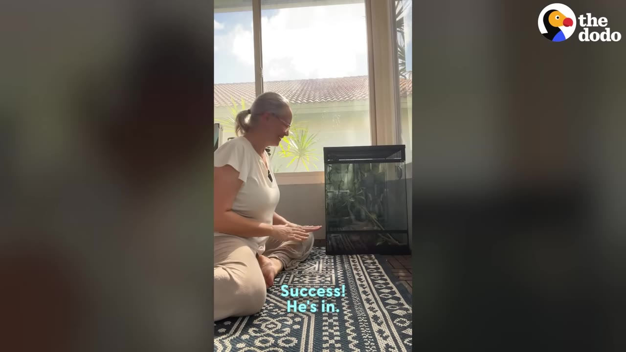 A woman sits on a patterned rug next to a tall glass terrarium enclosure, smiling as she looks towards it.