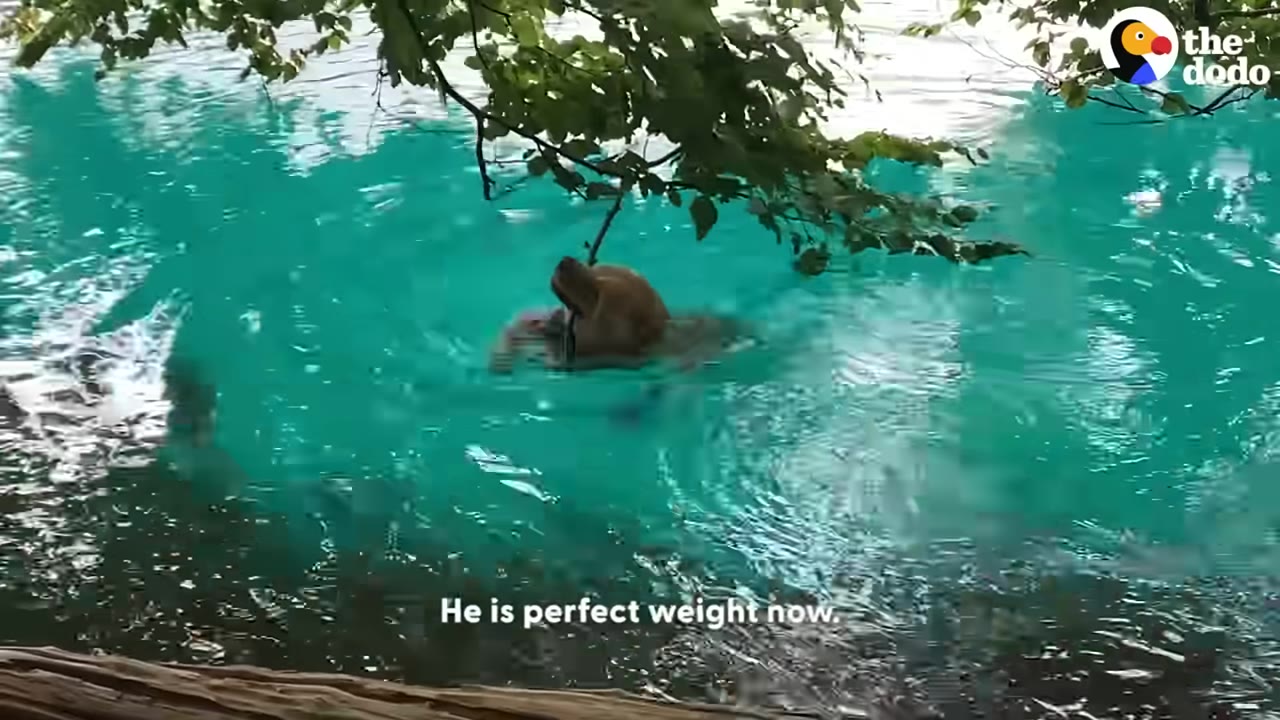 A golden retriever swims in vibrant turquoise water, looking up towards a leafy branch hanging over the surface.