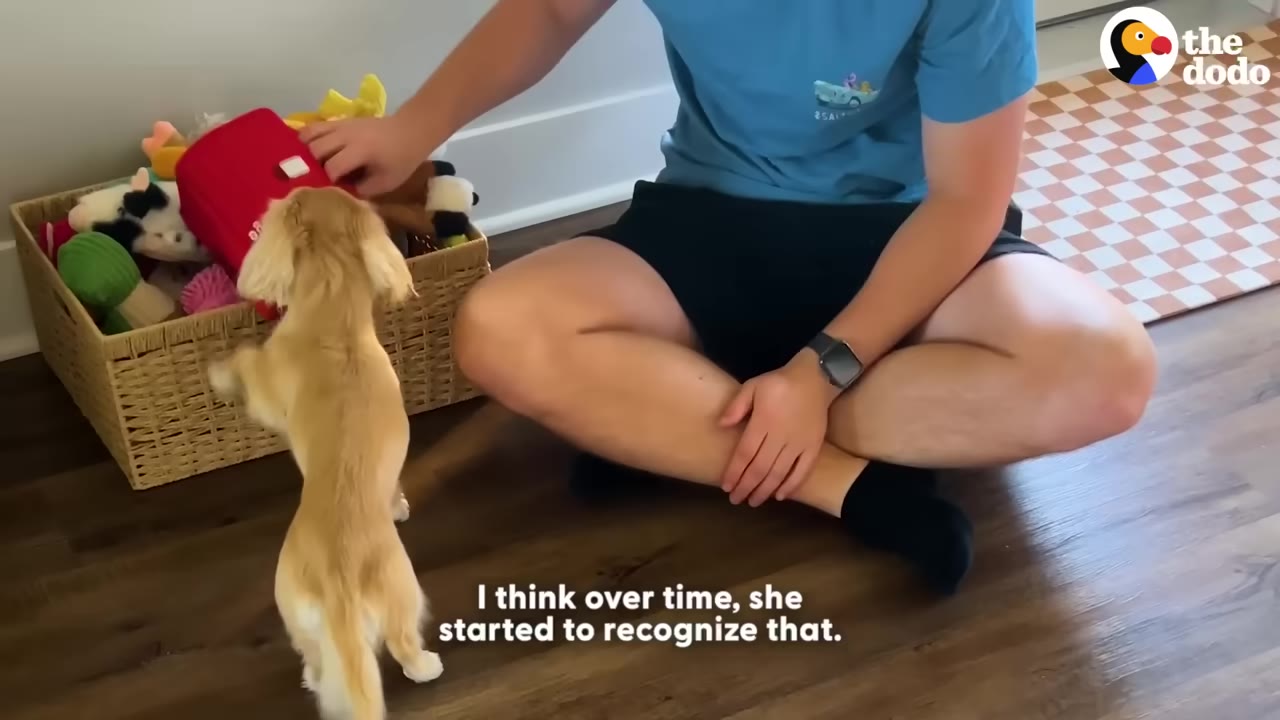A small golden dog stands on its hind legs next to a man sitting cross-legged on a wooden floor, who is reaching into a basket filled with dog toys.