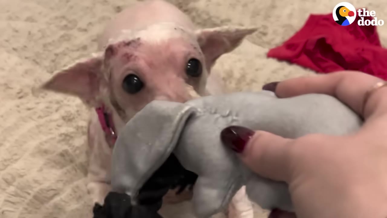 A small, hairless dog with large dark eyes and a pink collar looks up as a person's hand offers it a grey plush toy.