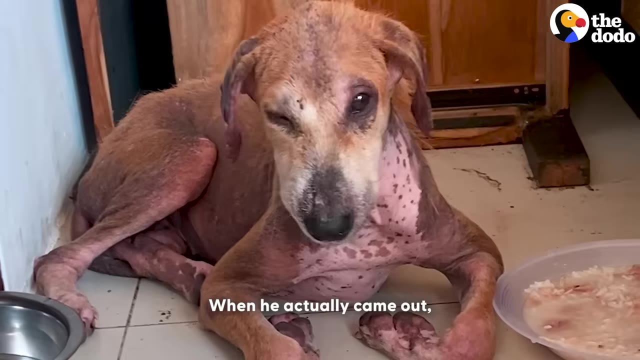 A brown dog with severe hair loss and skin issues lying on a tiled floor, looking directly at the camera next to a food bowl.