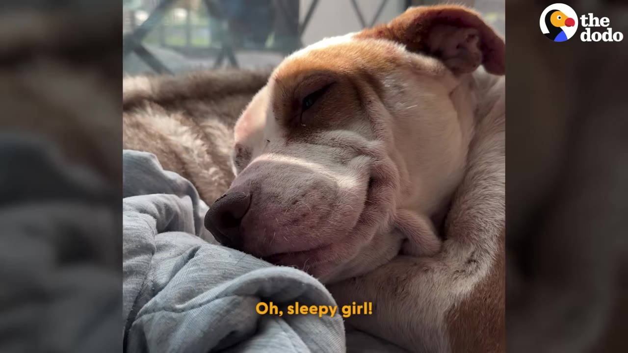 A close-up of a brown and white dog resting her head on a blanket, appearing to smile while sleeping in the sunlight.
