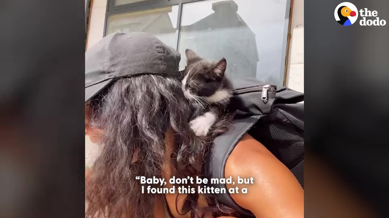 A black-and-white kitten clings to the long dark hair and shoulder of a woman wearing a black cap and backpack, with a subtitle reading, 'Baby, don't be mad, but I found this kitten at a'.