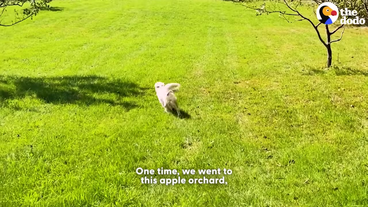 A white dog running across a wide, sunny green lawn in an apple orchard.