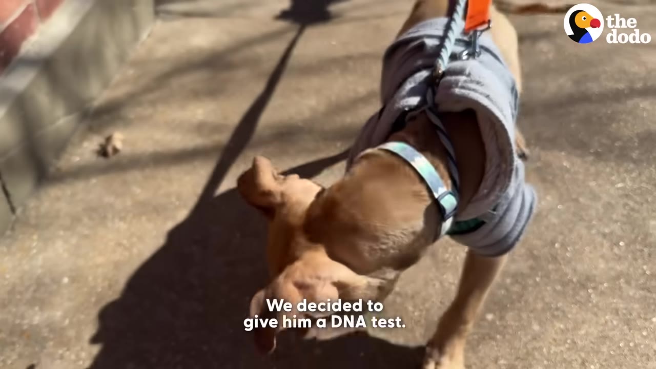 A tan dog wearing a grey sweater and a light blue collar walks on a sunny sidewalk with a leash attached.