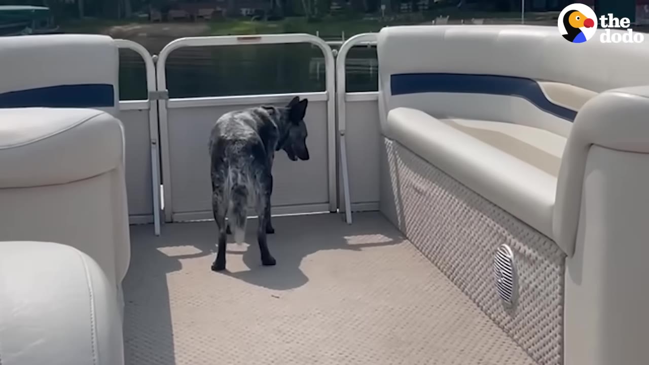A blue heeler dog stands independently on its own four legs on the deck of a pontoon boat, looking out towards the water.
