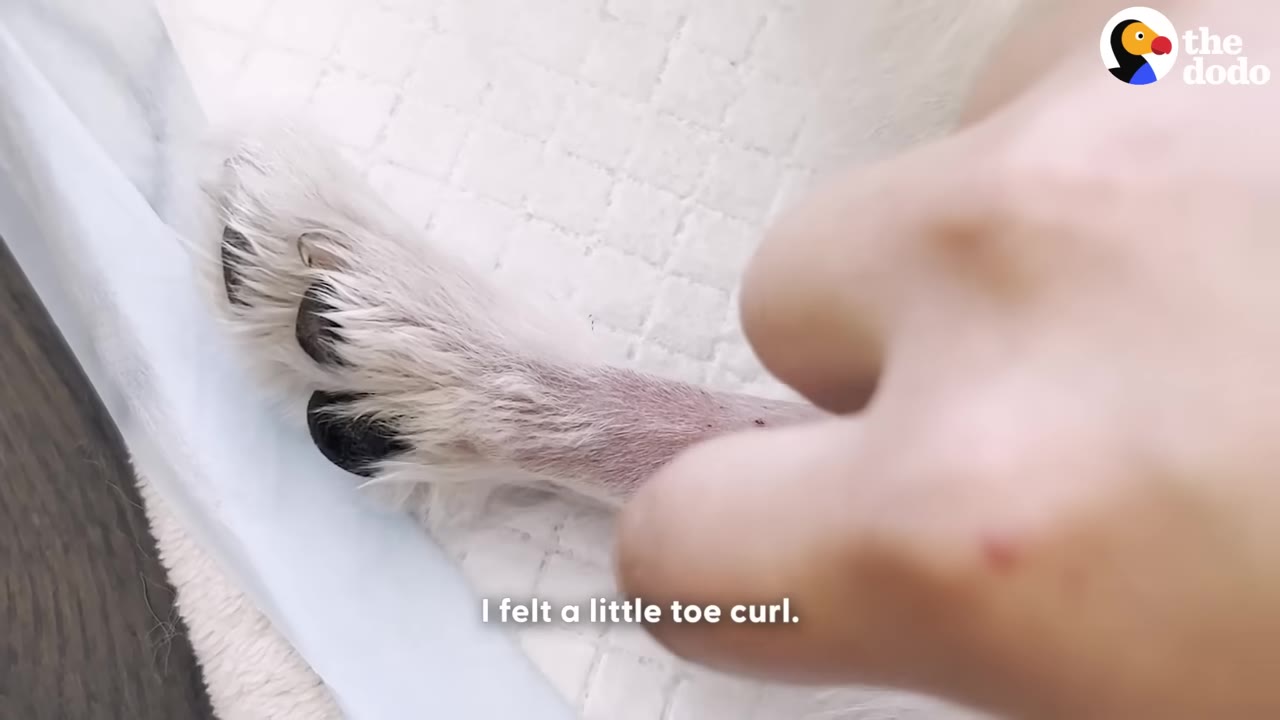 A close-up shot of a person's hand gently touching a small white dog's paw with black claws on a white textured surface.