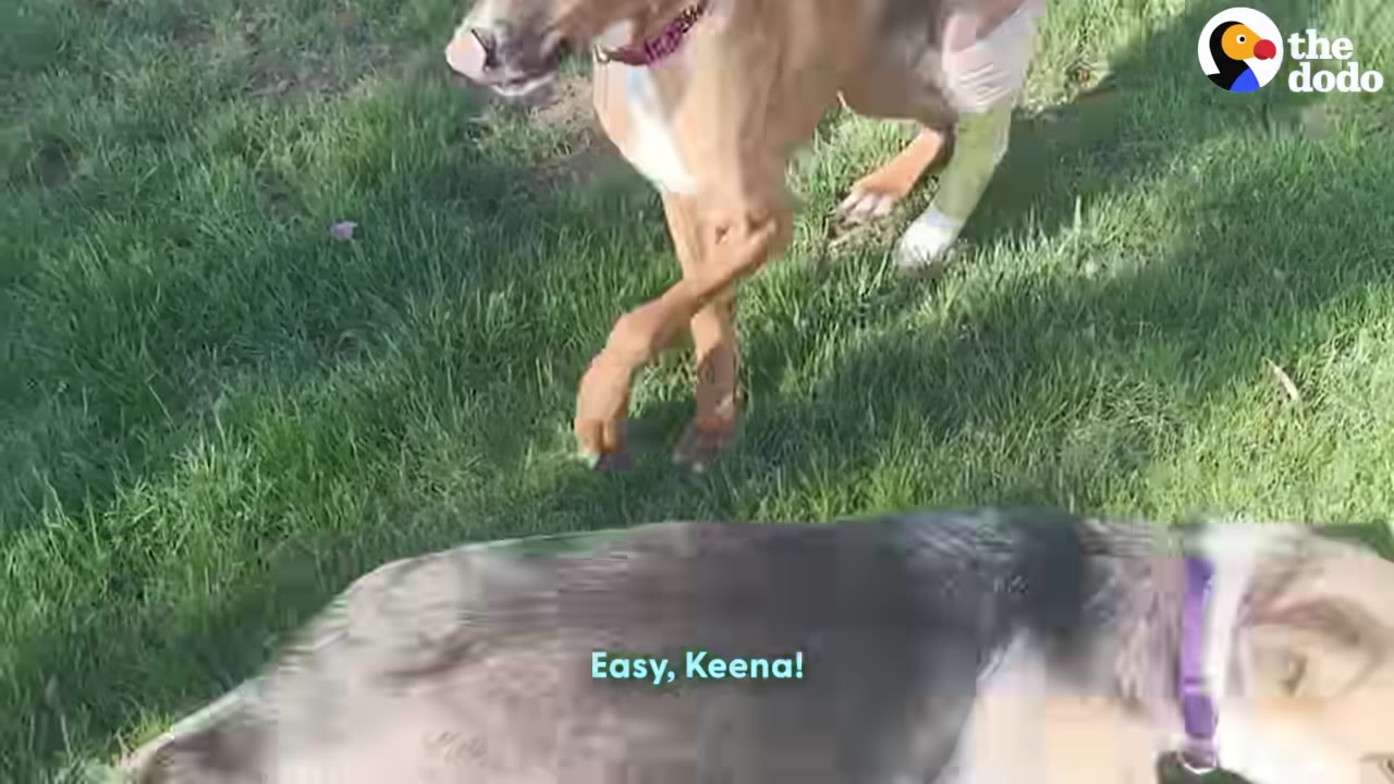 A brown dog with a light-colored cast on its hind leg walks on green grass.