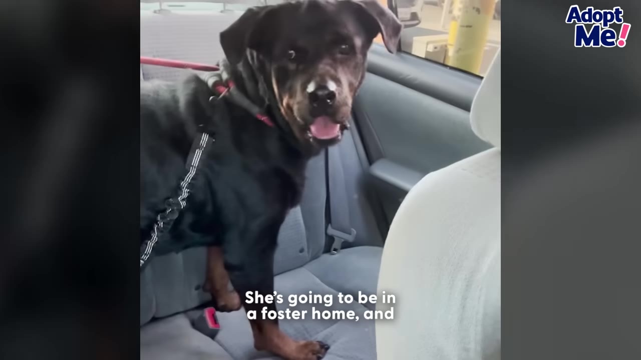 A black and tan dog stands in the back seat of a car, looking forward with its mouth open and tongue slightly out.