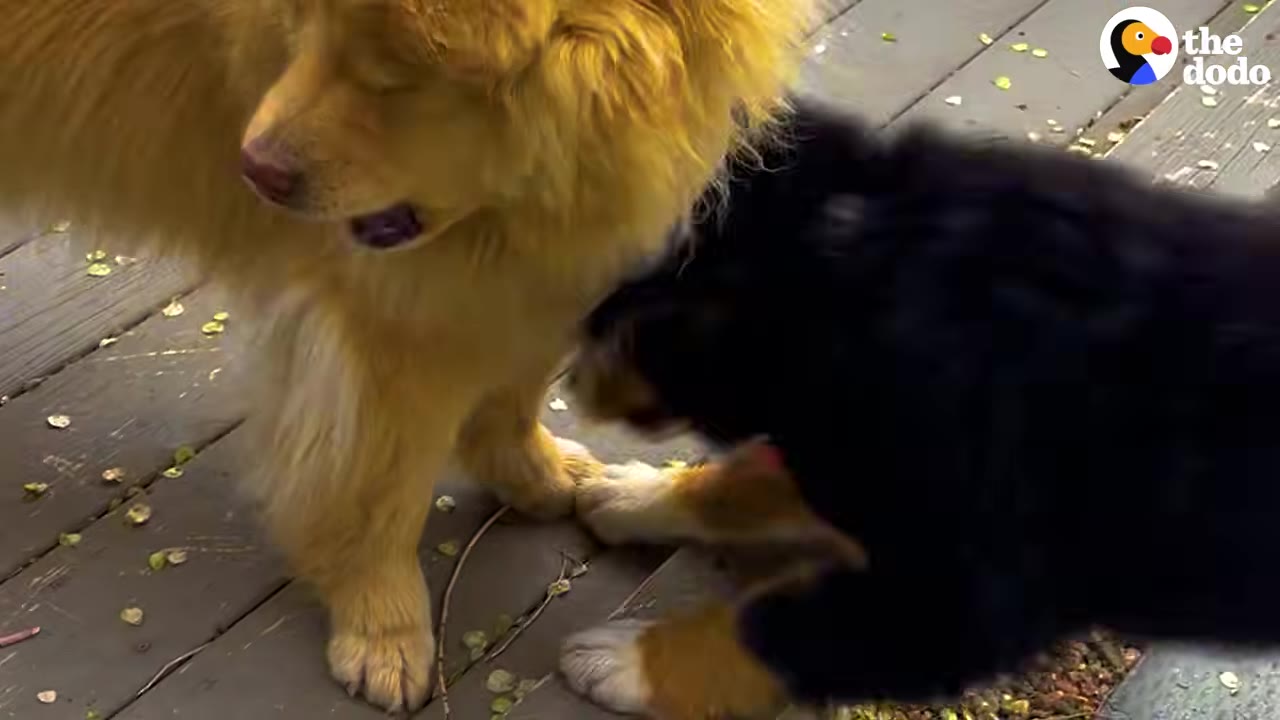A fluffy golden dog and a black dog interact playfully on a wooden deck.