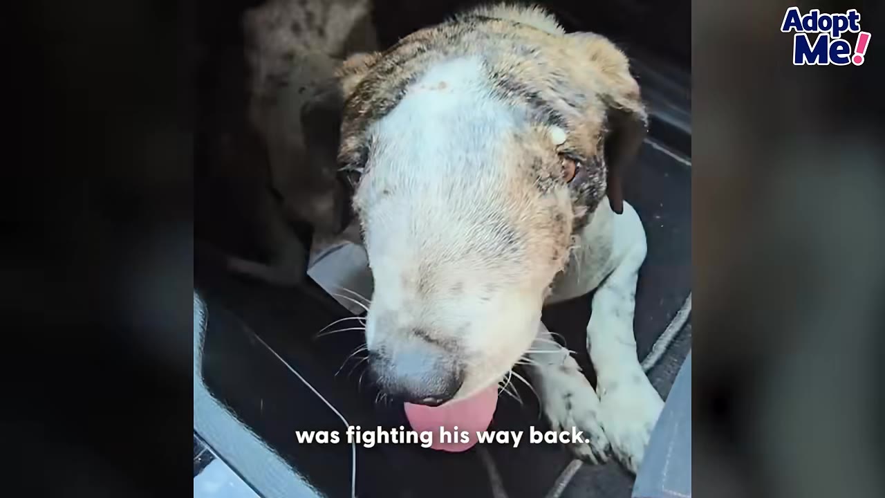 A close-up shot of a brindle and white dog looking up with its tongue slightly out, sitting inside a vehicle.