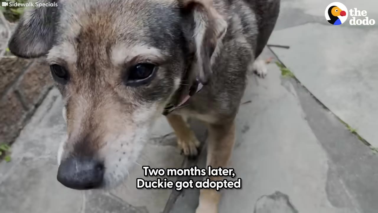 A close-up shot of Duckie, a small brown and grey dog, looking at the camera on a stone patio.