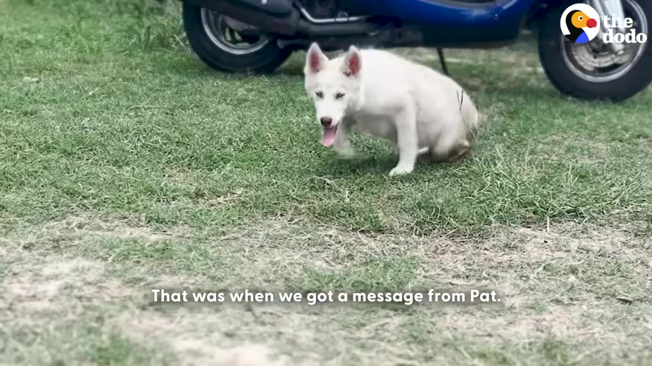 A white puppy with its tongue out sits on a grassy patch in front of a blue scooter, with the subtitle 'That was when we got a message from Pat.'