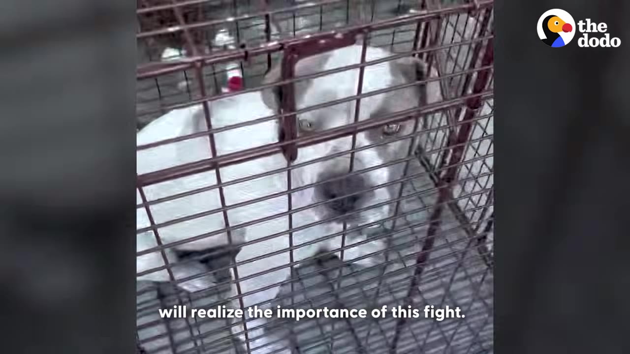 A close-up of a white and grey dog looking out from inside a wire crate.