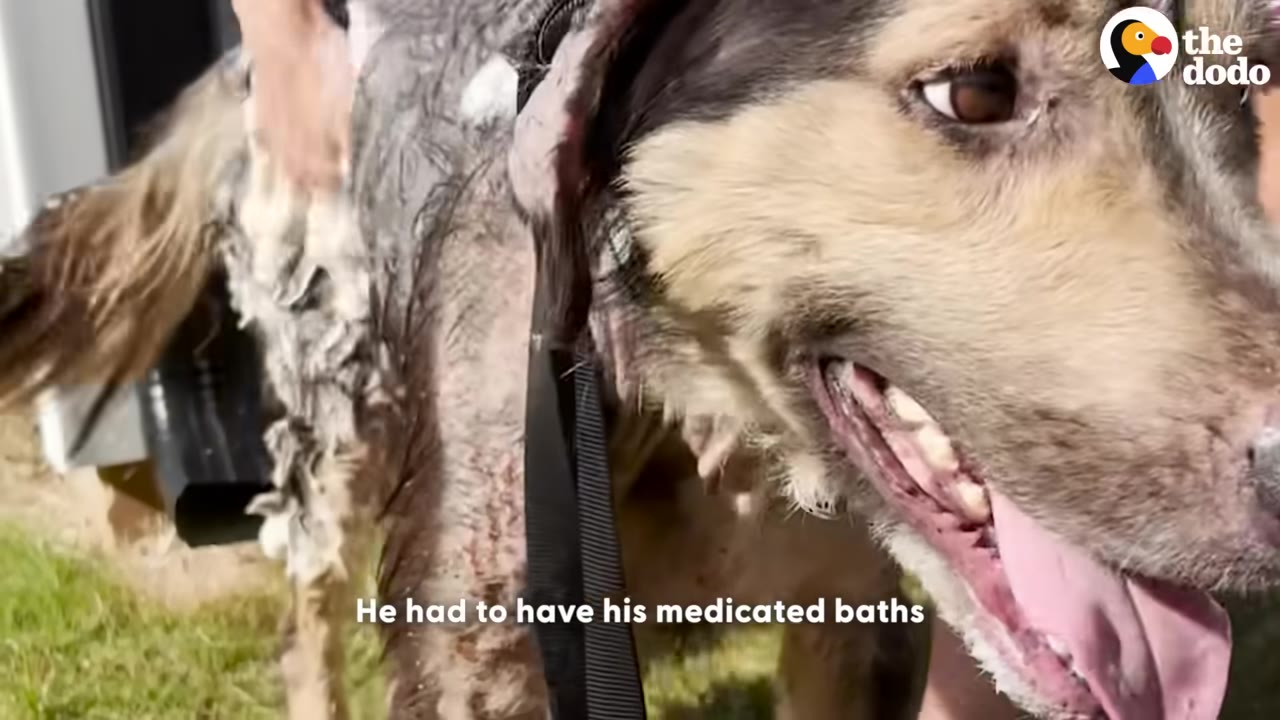 A close-up of a dog with soapy lather on its fur being bathed outdoors, with its tongue happily hanging out.