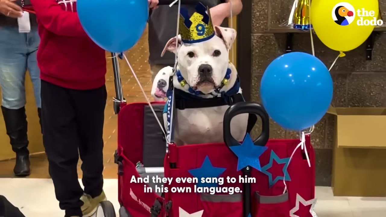 A white dog named Cole wearing a blue and gold birthday crown sits in a red wagon decorated with blue and yellow balloons.