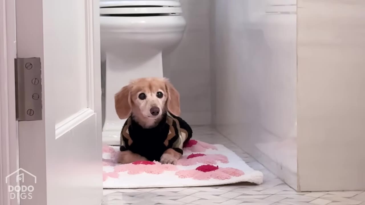 A small light brown dachshund wearing a black and brown patterned sweater sits on a white bath mat with pink flowers in a bathroom.