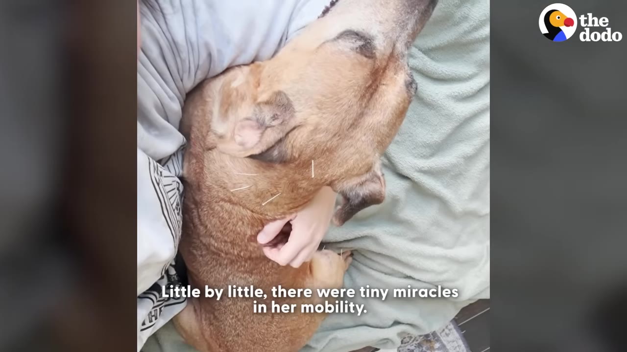 A tan dog lying down on a light green blanket while receiving acupuncture therapy, with several small needles visible in its neck as a hand gently rests on its side.