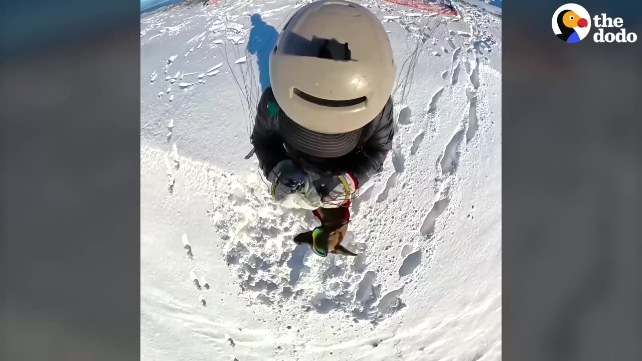 An overhead shot of a person wearing a helmet and a dog wearing goggles standing on a snowy slope, preparing for a flight.