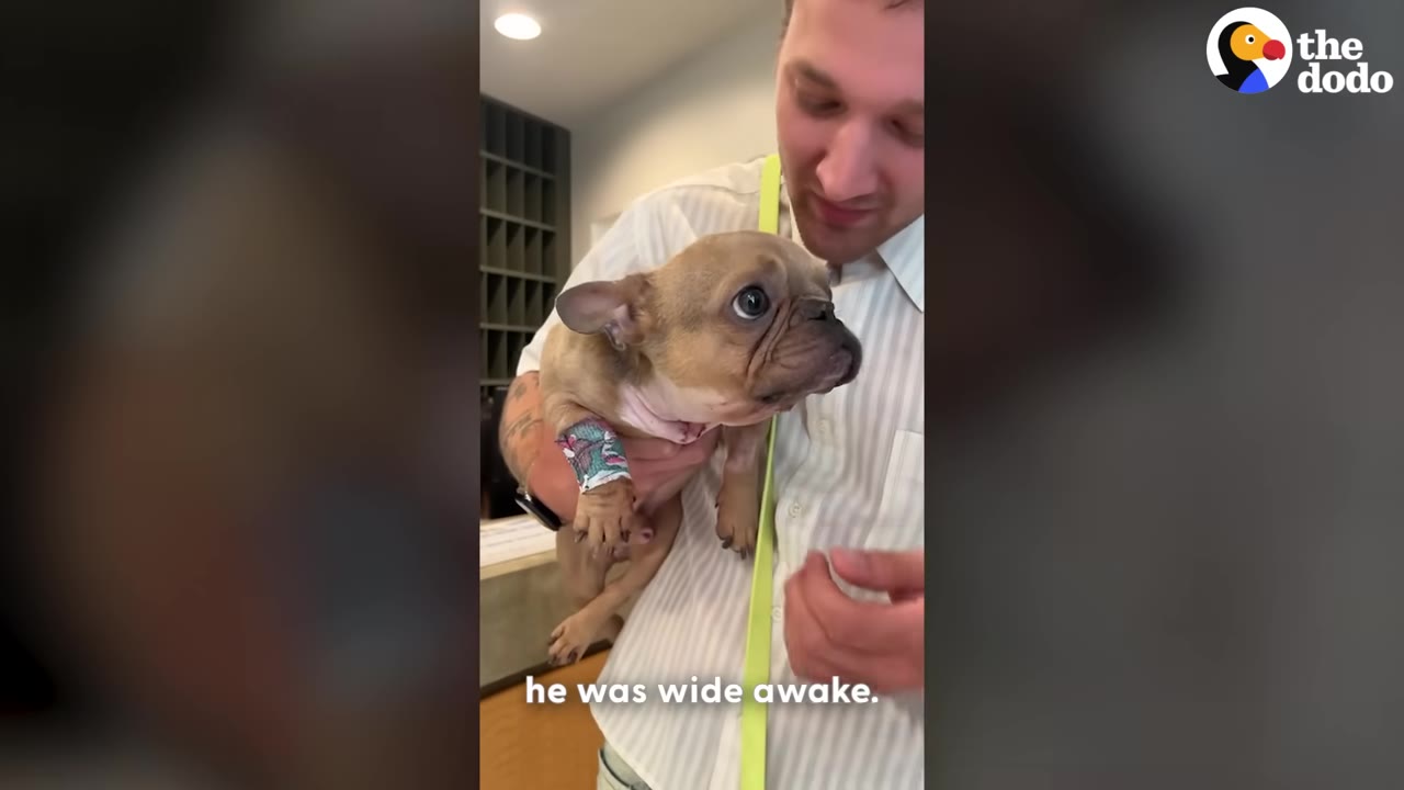 A man holds a French bulldog puppy with a bandaged front leg, who is looking around with wide, alert eyes.