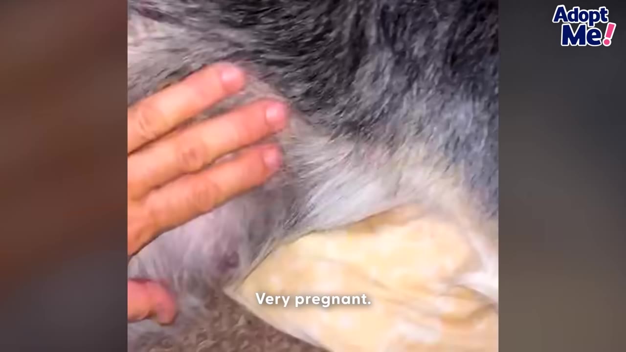 A close-up of a hand gently touching the swollen belly of a pregnant dog with grey and white fur.