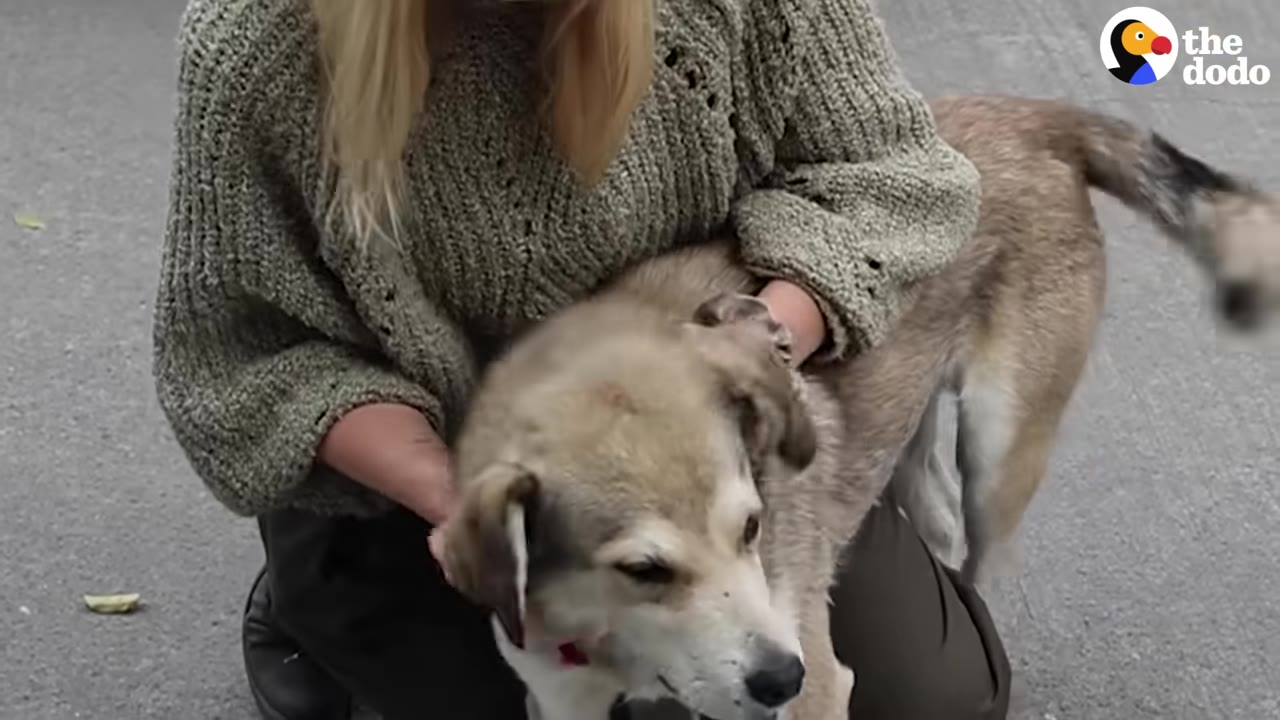 A woman wearing a green knit sweater kneels on the pavement, gently petting a light brown and white dog.