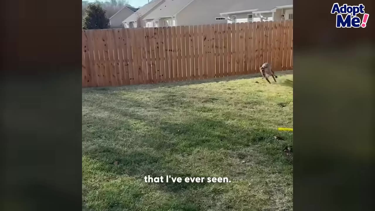 A brown dog runs quickly across a grassy backyard next to a wooden fence.