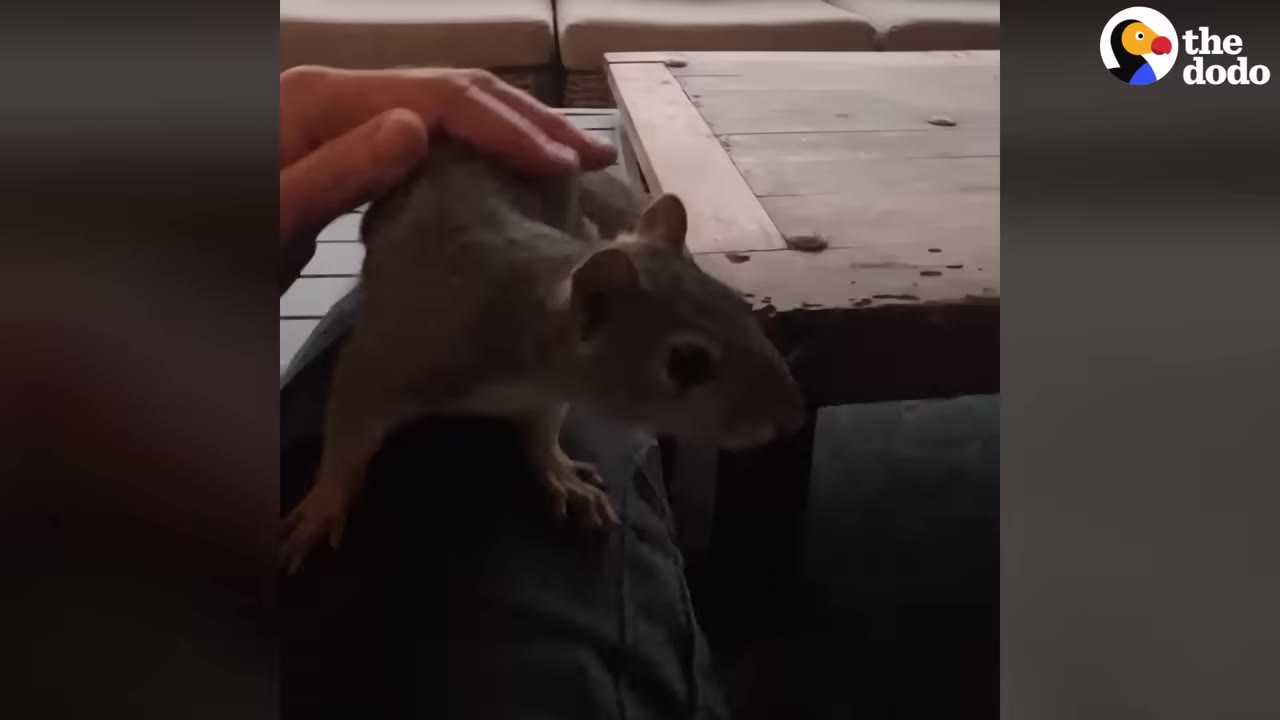 A close-up shot of a grey squirrel sitting on a person's lap while being gently petted on its back.