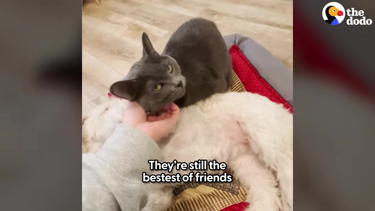 A grey cat sits on top of a white dog lying down, while a person's hand gently pets the cat's chin.