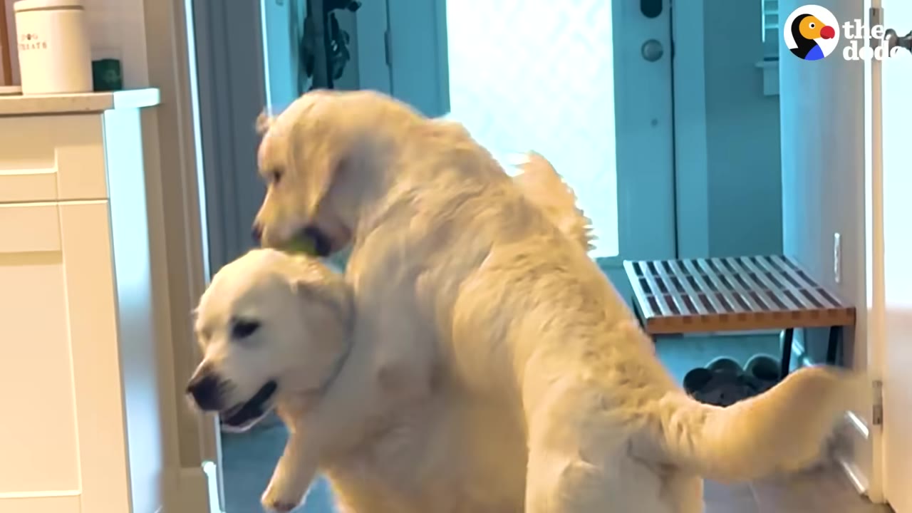 Two golden retrievers playing together indoors, with one playfully leaning over the other's back.