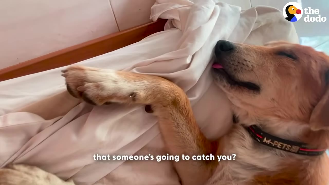 A brown and white dog sleeping peacefully on a white bed with its tongue slightly sticking out.