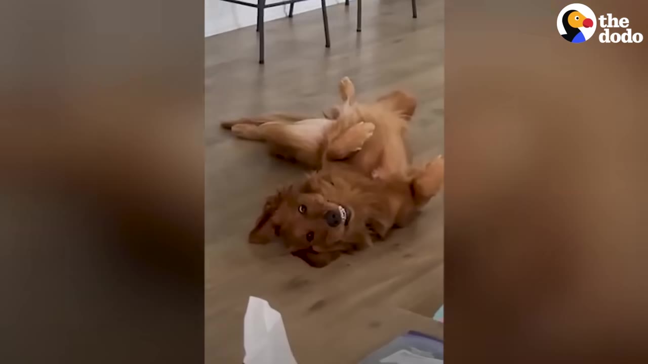 A golden dog lying playfully on its back on a wooden floor, looking up at the camera.