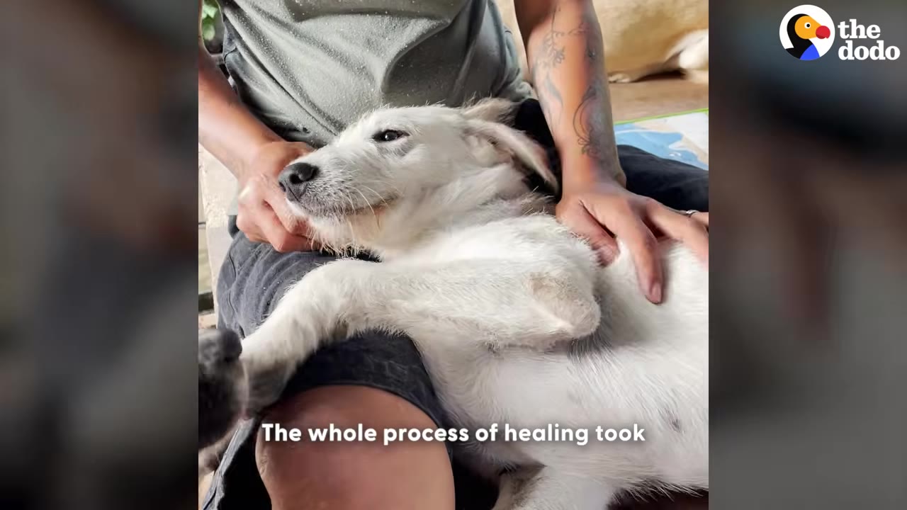 A fluffy white dog lies happily on a person's lap, receiving gentle pets and looking content.