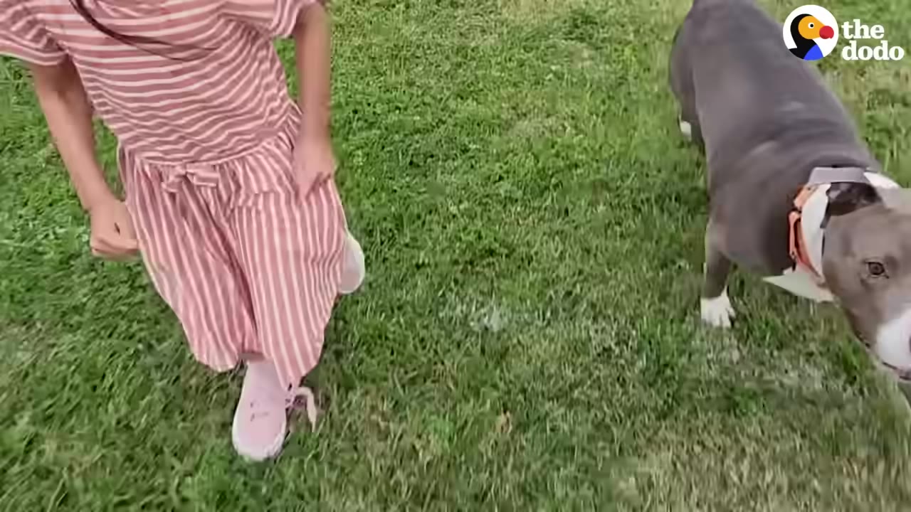 A young girl in a pink and white striped dress walks on green grass next to a grey and white pit bull wearing an orange collar.