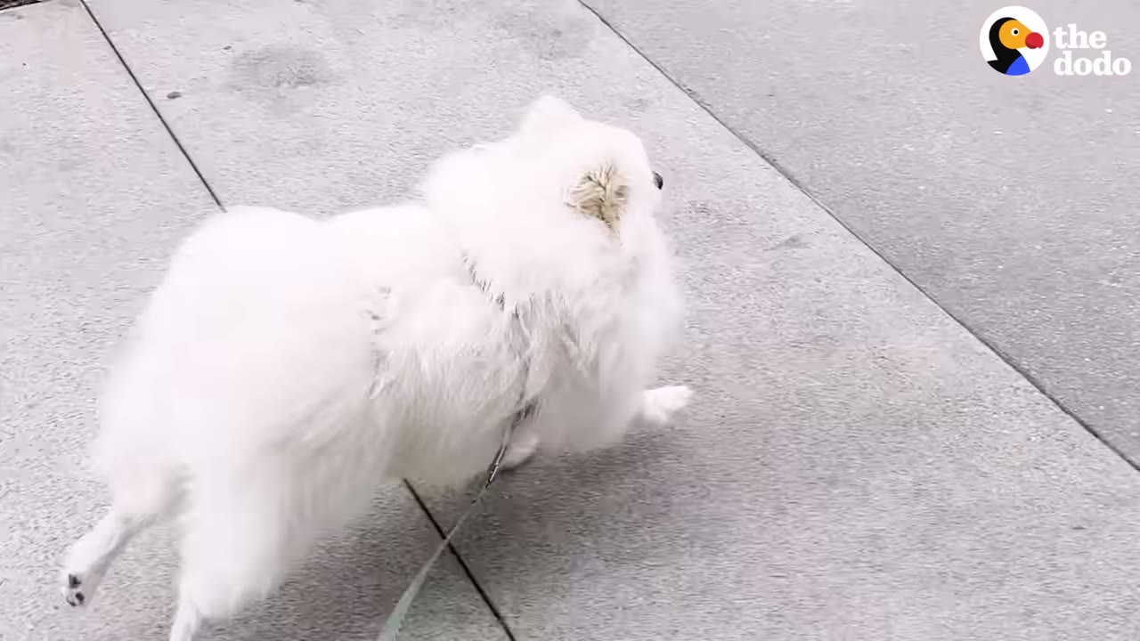 A fluffy white dog walking on a leash along a concrete sidewalk.