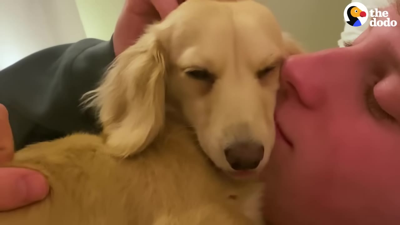 A close-up of a light golden long-haired dachshund puppy being cuddled and kissed on the cheek by a person.