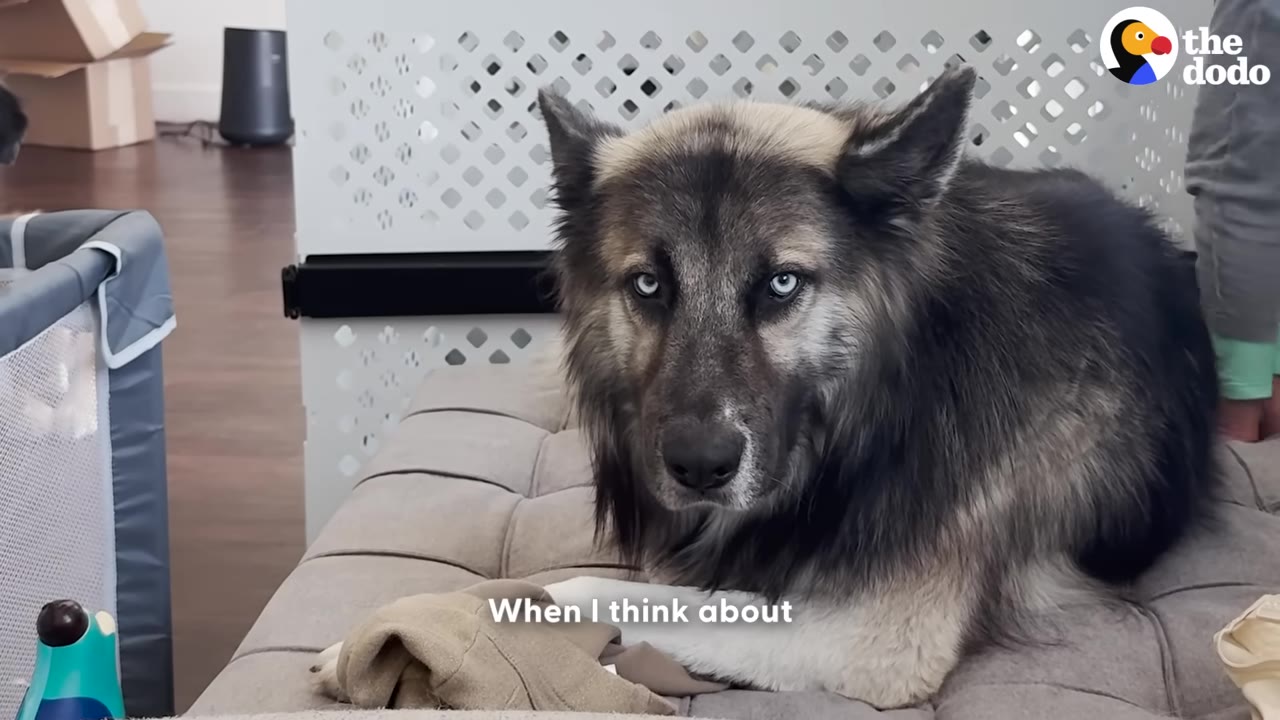 A fluffy, wolf-like dog with striking blue eyes sits calmly on a beige couch, looking directly at the camera.