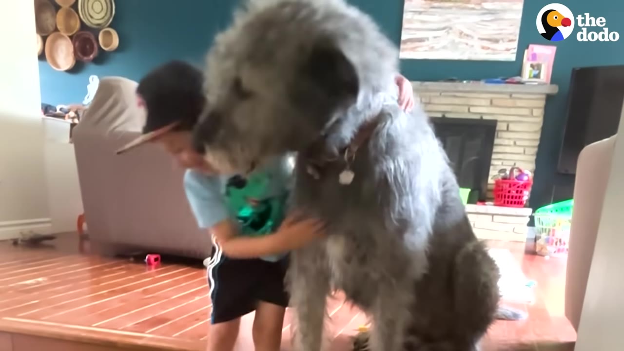 A large, shaggy grey Irish Wolfhound stands in a living room as a young boy in a baseball cap hugs him.