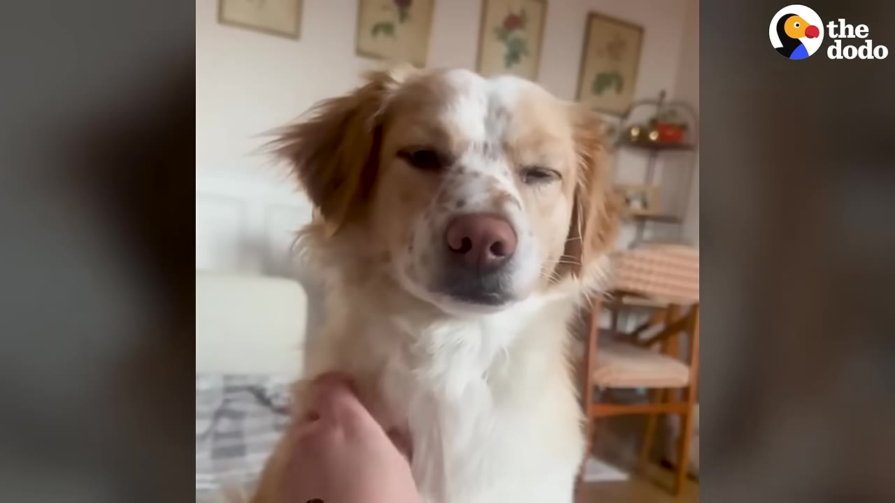 A close-up of a light brown and white dog with freckles on its snout, looking relaxed and squinting its eyes contentedly as a hand gently pets its chest.