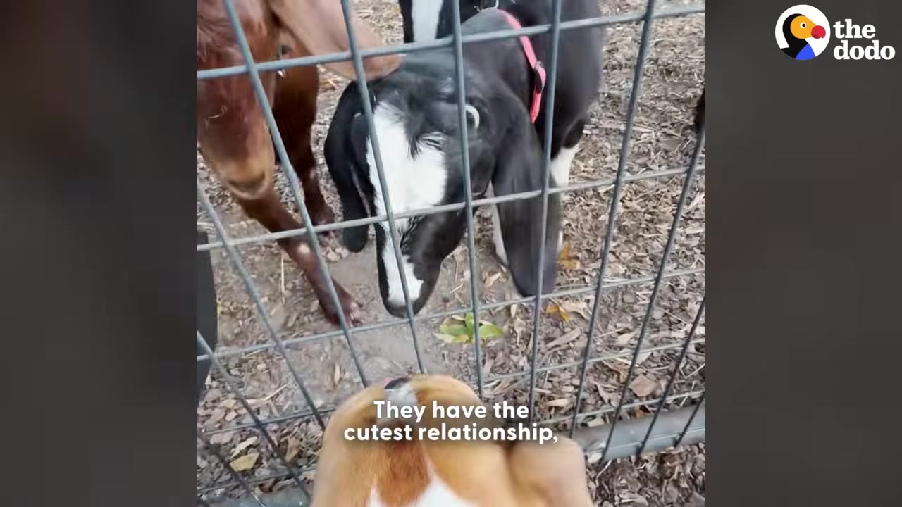 A brown and white dog looks up through a wire fence at a black and white goat and a brown goat.