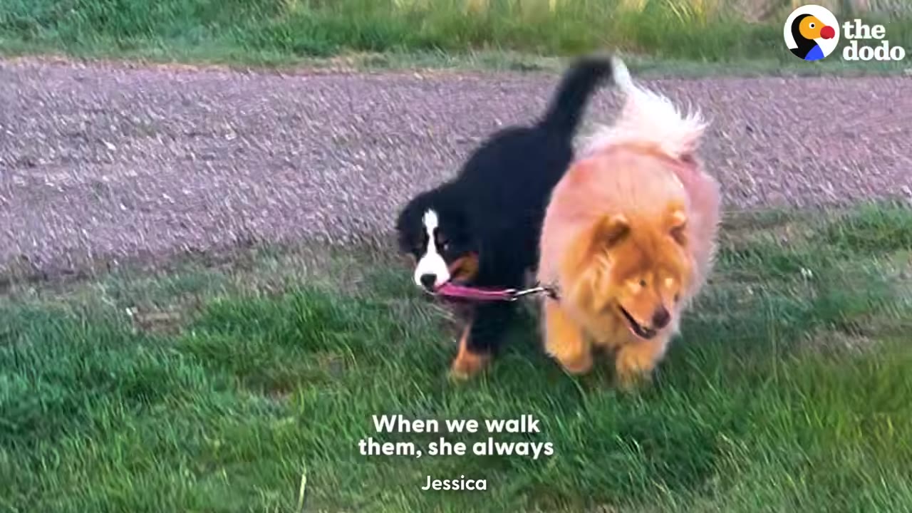A black and white Bernese Mountain Dog walks alongside a fluffy golden Chow Chow, holding the golden dog's pink leash in its mouth on a grassy path.