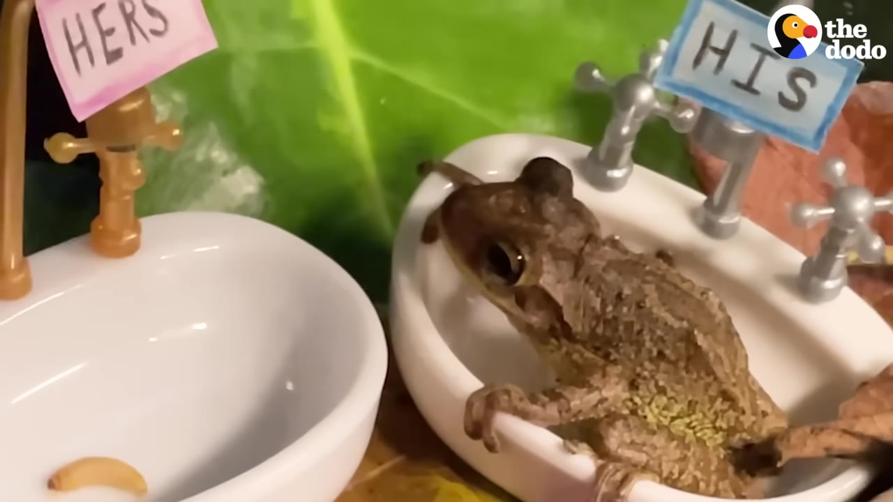 A small brown frog sits inside a miniature white toy sink labeled 'HIS' next to another miniature sink labeled 'HERS'.